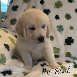 Mr. Black - Light golden male Golden Retriever puppy in Willis, Texas from Lakemist Retrievers