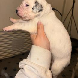 Boy 5 - White and black male Dalmatian puppy in Toledo, Ohio from Exquisite Dalmatians & Standard Poodles