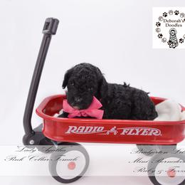 Lady Agatha - pink collar - Black female Bernedoodle puppy in Lexington, North Carolina from Deborah’s Doodles