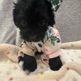 Raven - Black and white female Cavapoo puppy in Lafayette, Oregon from Wine Country Cavapoos