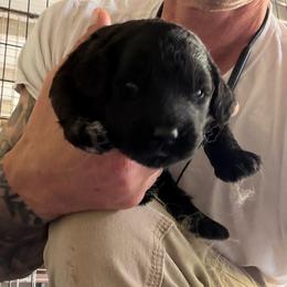 Amarillo - Black female Goldendoodle puppy in Willits, California from Big Island Goldendoodles