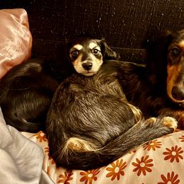 Dachshunds from Leah’s Suncoast Doxies