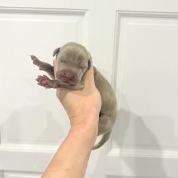 Mr. Mckee - Silver male Great Dane puppy in Florida from Beachside Kennels