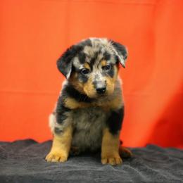 Gold - Harlequin female Beauceron puppy in Batavia, New York from Oakland Beaucerons