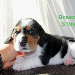 Green Boy - Black white and tan male Beagle puppy in Grantsville, Maryland from Fable & Fern Beagles