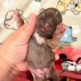 Brownie - Liver and white male Shih Tzu puppy in Bakersfield, California from Little pumpkin Shih Tzu’s