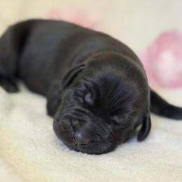 Banks - Black male Labrador Retriever puppy in Sweet Home, Oregon from Knotty Creek Labradors