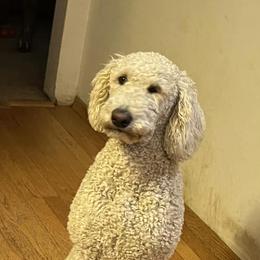 Goldendoodles from Kathy's Doodles