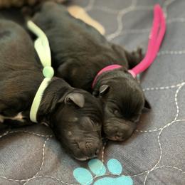 Pink - Black female Schnoodle puppy in Saint Augustine, Florida from Gunnie Luv, LLC
