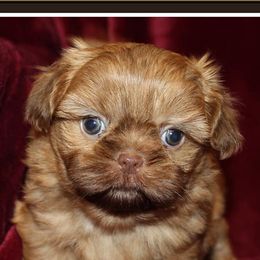 Dachshunds and Shih Tzus from Suwannee Ranch