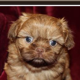 Dachshunds and Shih Tzus from Suwannee Ranch