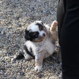 Border Collie, English Setter, and Miniature American Shepherd Puppies from First Harmony Farms