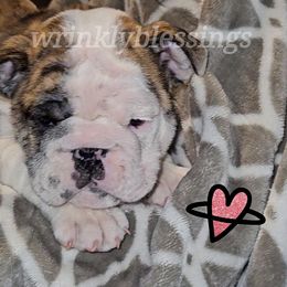 Iris - Red brindle and white Bulldog puppy in Granville, Iowa from Wrinkly Blessings English Bulldogs