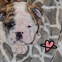 Iris - Red brindle and white Bulldog puppy in Granville, Iowa from Wrinkly Blessings English Bulldogs