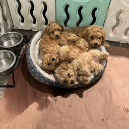 Australian Shepherd and Poodle Puppies from The Mason Farm