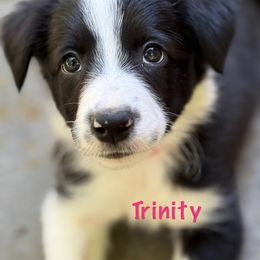 Trinity - Black and white female Border Collie puppy in Coventry, Rhode Island from Michelle's Border Collies