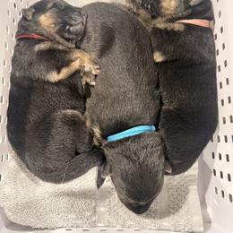 3rd Pick Female - Black and red female German Shepherd puppy in Blackfoot, Idaho from Sand Hill Shepherds & Setters