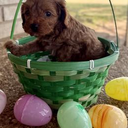 Coco - Apricot male Cavapoo puppy in Gatesville, Texas from Country Club Cavapoos