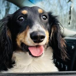 Dachshunds and Pembroke Welsh Corgis from Newton Hay & Cattle