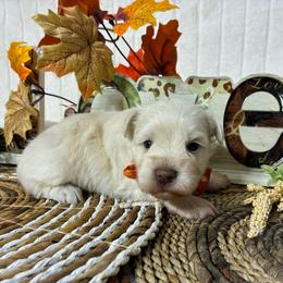 Kiwi - Wheaten male Miniature Schnauzer puppy in Hemet, California from Journee Home Mini Schnauzers