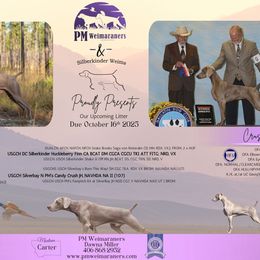 Girl 1 - Silver gray female Weimaraner puppy in Carter, Montana from PM Weimaraners