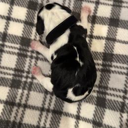 Black Collar - Black white and tan male Beagle puppy in Princeton, Minnesota from Thor’s Beagles & Maha’s Staffy