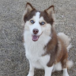 Rose - Pomsky
