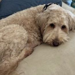 Goldendoodles and Sheepadoodles from Doodles of SW Florida