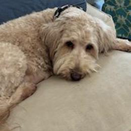 Goldendoodles and Sheepadoodles from Doodles of SW Florida
