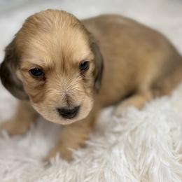 Bear - Cream male Dachshund puppy in Goodyear, Arizona from D&C Royal Dachshunds LLC