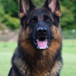Ava - German Shepherd