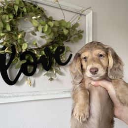 Maple - Dapple Dachshund puppy in Kissimmee, Florida from Mini Doxie Cuties