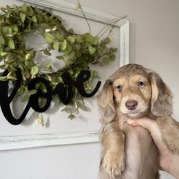 Maple - Dapple Dachshund puppy in Kissimmee, Florida from Mini Doxie Cuties