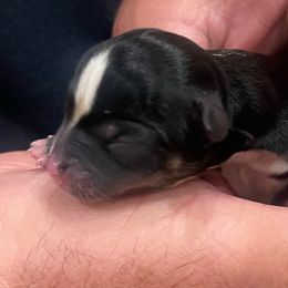 Chihuahua Puppies from Guys Cajun Paws