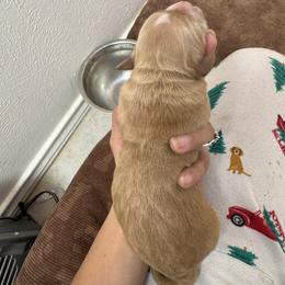 Rachel - Dark golden female Golden Retriever puppy in Spur, Texas from Adams Puppies