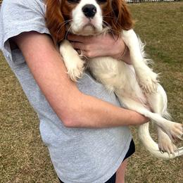 Dolly - Cavalier King Charles Spaniel