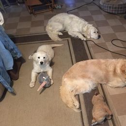 Golden Retriever Puppies from Golden Retriever Street