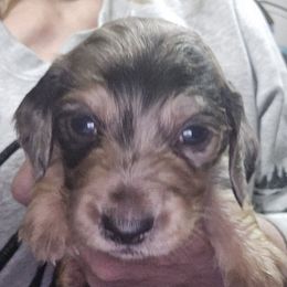Black and cream dapple longhair boy - Dapple male Dachshund puppy in Lyle, Washington from Wines Wienery