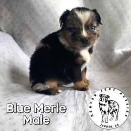 Ute - Blue merle male Miniature Australian Shepherd puppy in Jaroso, Colorado from Heaven Sent Aussies