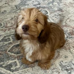 Petunia-silky hair - Red female Dachshund puppy in Bruceton, Tennessee from Dachshund Dreams (miniature)