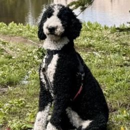 Rowan - Bernedoodle