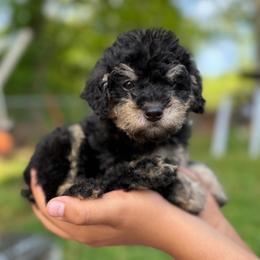 Arthur - Phantom male Poodle puppy in Chattanooga, Tennessee from Joy-Fur Puppies