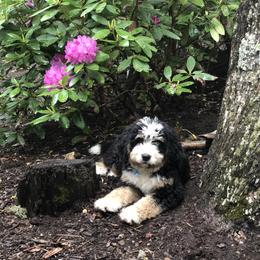 Bernedoodle Puppies from Central Florida Bernedoodles