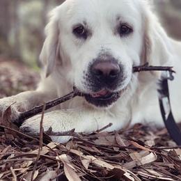 Golden Retrievers from Barba Goldens
