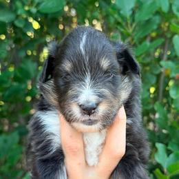 Juniper (Junior) - Black white and tan female Shetland Sheepdog puppy in Windsor, Colorado from Shirehill Shelties