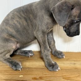 Alissa - Blue brindle female Great Dane puppy in Hutchinson, Kansas from Dappled Danes
