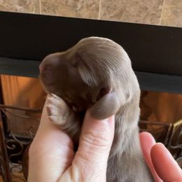 Noel (3400) - Chocolate and tan female Dachshund puppy in Steele, Alabama from Taylored Dachshunds
