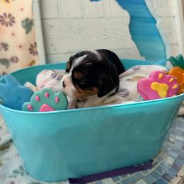 Pebbles - Tri-color female Cavalier King Charles Spaniel puppy in Destin, Florida from Ruby’s Coastal Cavaliers