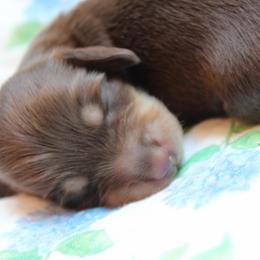 Girly - Chocolate and cream female Dachshund puppy in Laurel, Mississippi from Kissinger Dachshunds