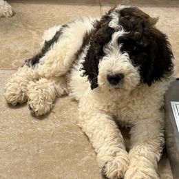 Conway - Brindle and white male Saint Berdoodle puppy in San Antonio, Texas from Mammoth Doodles